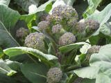 Bejo Zaden – Lila Brokkoli SANTEE (purple sprouting broccoli)