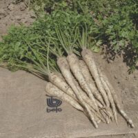 Arctica F1 100 000 sz 1,4-1,6 Prec. ECS. B-Mox